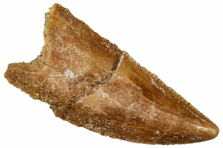 Serrated Raptor Tooth - Real Dinosaur Tooth #300956